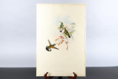 GOULD HUMMINGBIRDS HAND-COLORE