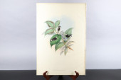 GOULD HUMMINGBIRDS HAND-COLORE