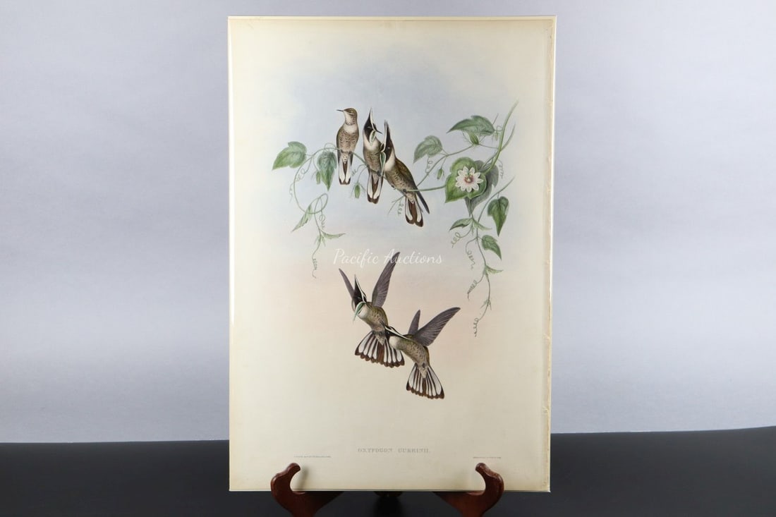 GOULD HUMMINGBIRDS HAND-COLORED