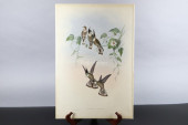 GOULD HUMMINGBIRDS HAND-COLORE