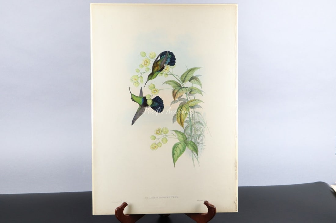 GOULD HUMMINGBIRDS HAND-COLORED