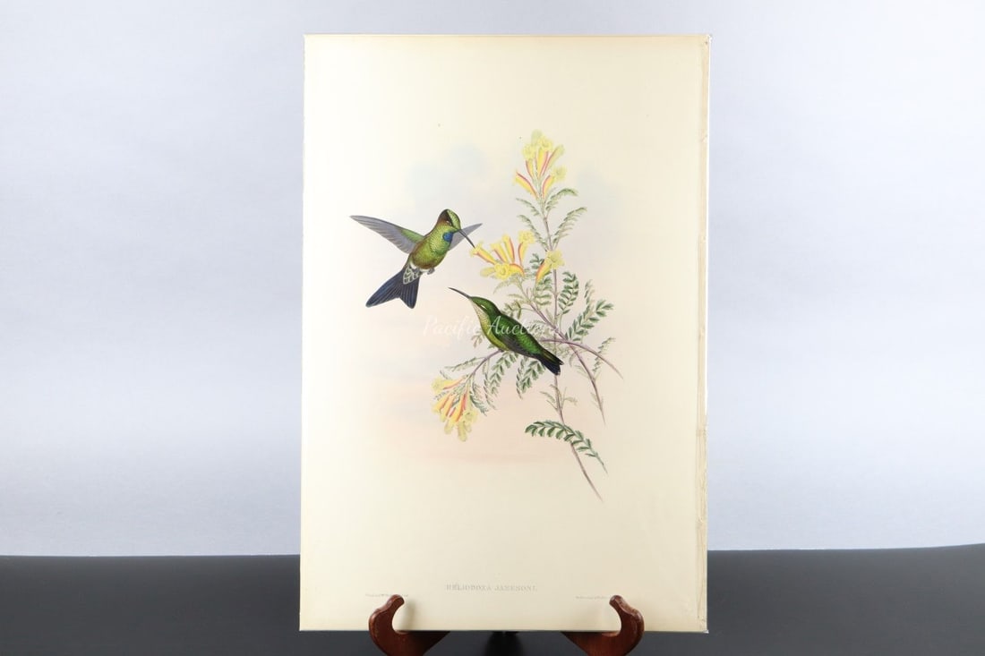 GOULD HUMMINGBIRDS HAND-COLORED