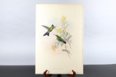 GOULD HUMMINGBIRDS HAND-COLORE