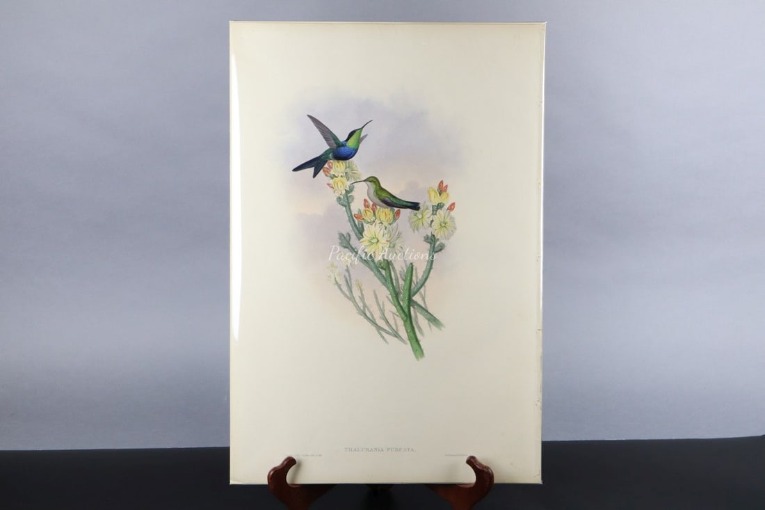 GOULD HUMMINGBIRDS HAND-COLORED
