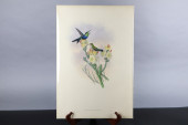GOULD HUMMINGBIRDS HAND-COLORE
