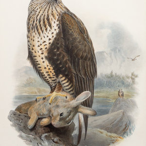 GOULD, John (1804-1881), after