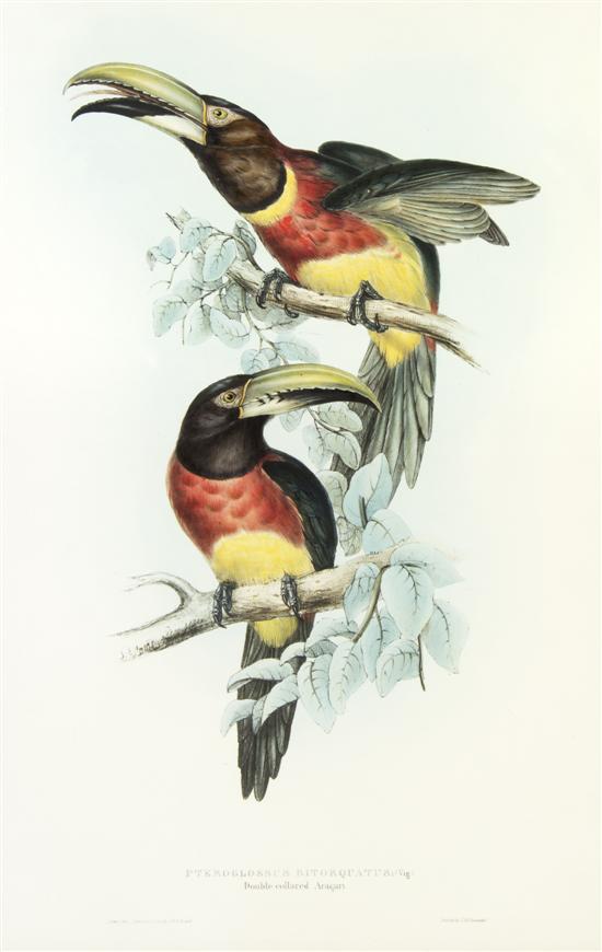GOULD JOHN Pteroglossus Bitoquatus;