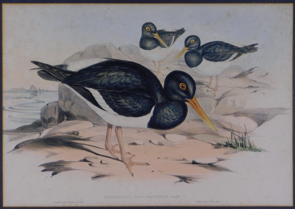 GOULD PIED OYSTERCATCHER HAND