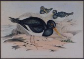 GOULD PIED OYSTERCATCHER HAND