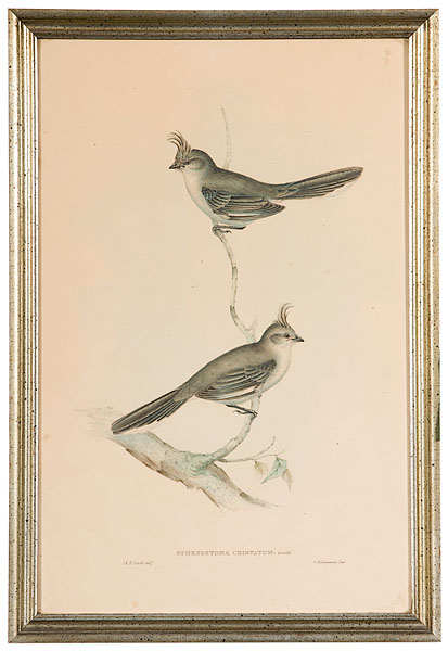 Gould Prints Sphenostoma