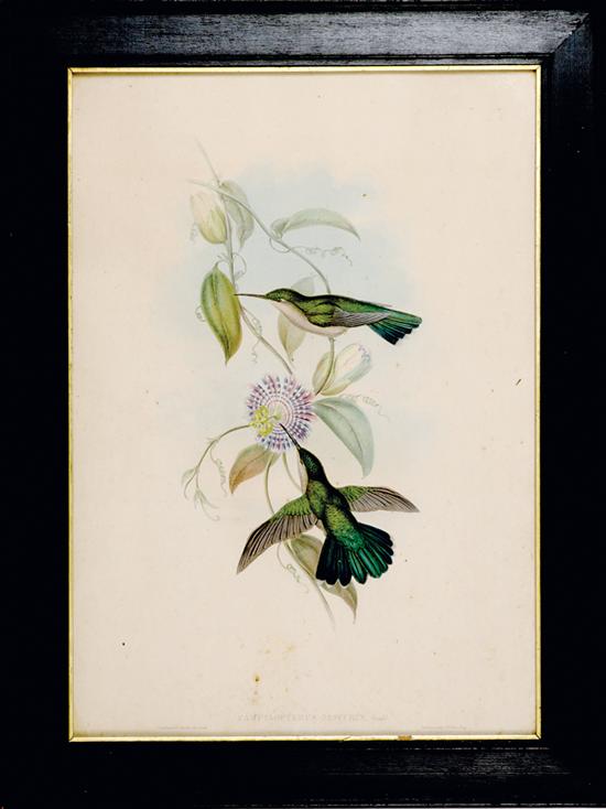 Gould & Richter British (1849-1887)