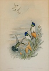 GOULD & RICHTER (BRITISH, 19TH