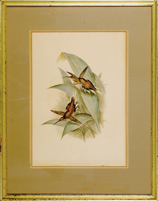 Gould & Richter British (late