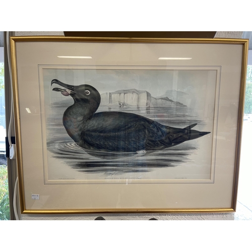 Gould & Richter Hand coloured