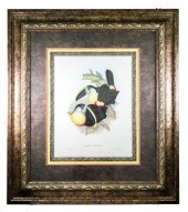 GOULD RICHTER RAMPHASTOS CITRE