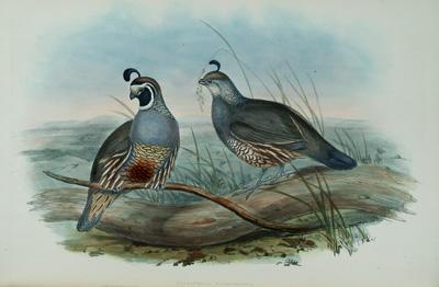 Gould&#39;s &quot;Partridges of