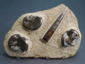 GRANITE FOSSILIZED ORTHOCERAS