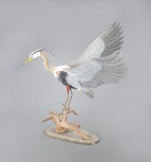 GREAT BLUE HERON WITH RAISED W