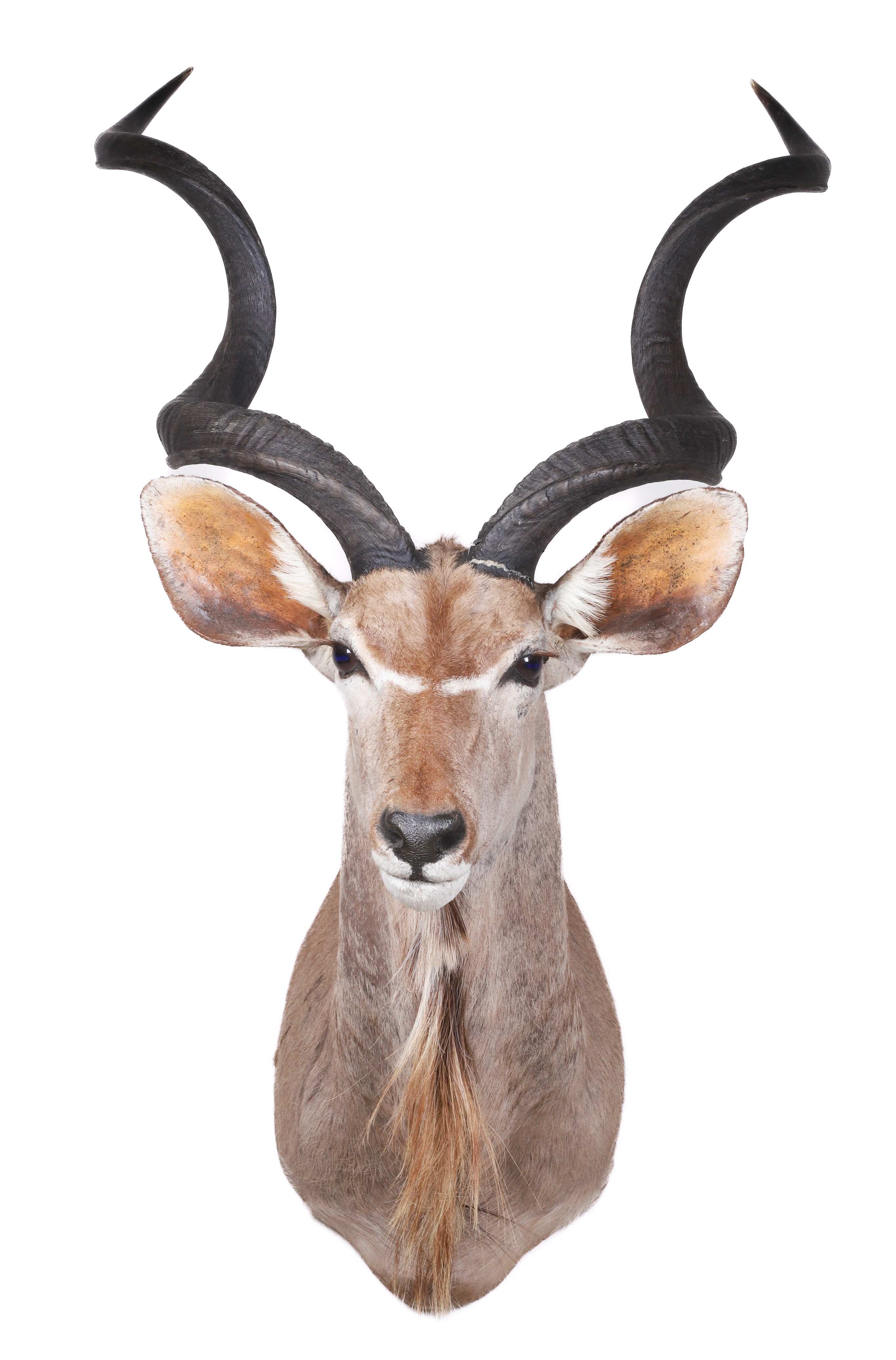 Greater Kudu Shoulder Mount, cracks