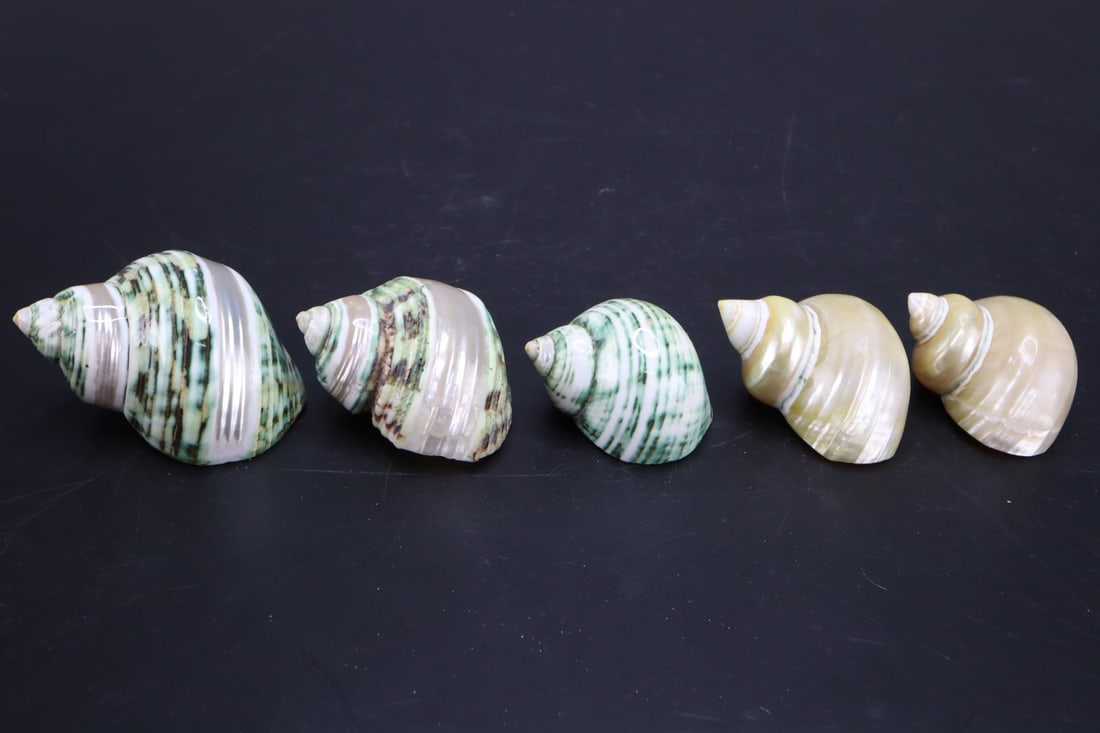 GREEN AND PEARL TURBO SHELLSGREEN