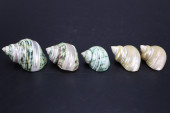 GREEN AND PEARL TURBO SHELLS<b