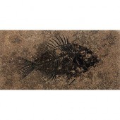 GREEN RIVER FOSSILIZED EOCENE