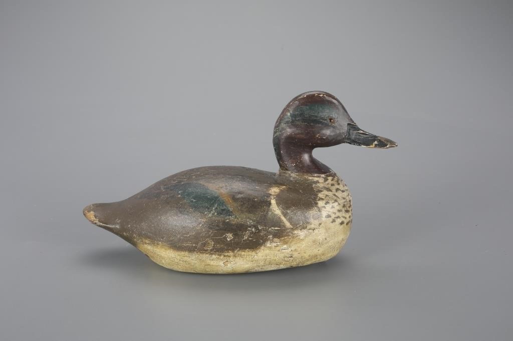 GREEN-WINGED TEALRay Baliel