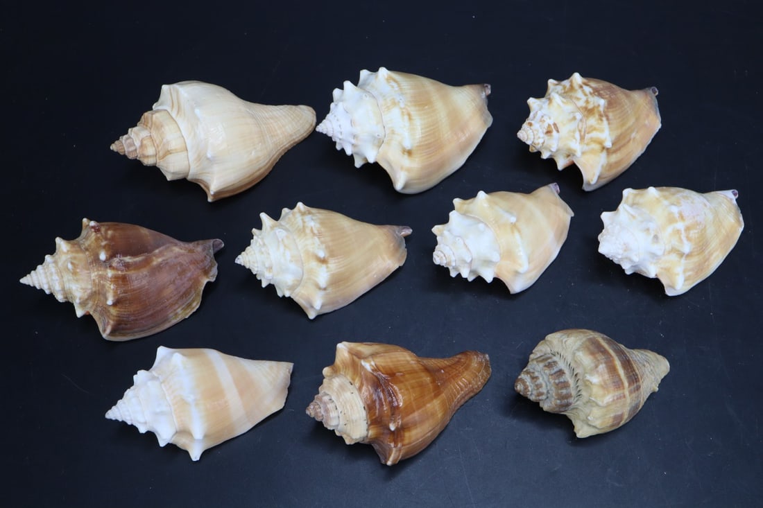 GROUP OF 10 ASSORTED FIGHTING CONCH
