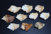 GROUP OF 10 ASSORTED FIGHTING