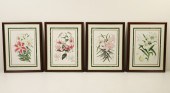 GROUP OF 4 FRAMED BOTANICALS G