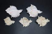 GROUP OF 5 PINK-MOUTH MUREX SH