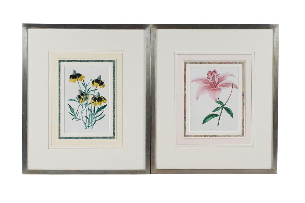 GROUP OF BOTANICAL PRINTScolored