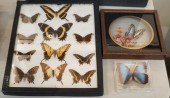 GROUP OF BUTTERFLY SPECIMEN DI