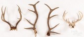 GROUP OF DEER ANTLERSGroup of