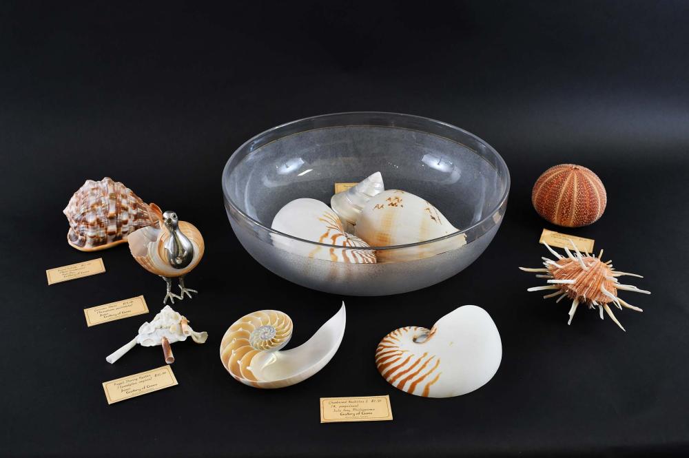 GROUP OF ELEVEN ASSORTED EXOTIC SEA