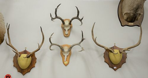 GROUP OF EUROPEAN MOUNTS FROM