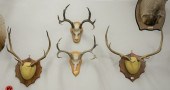 GROUP OF EUROPEAN MOUNTS FROM