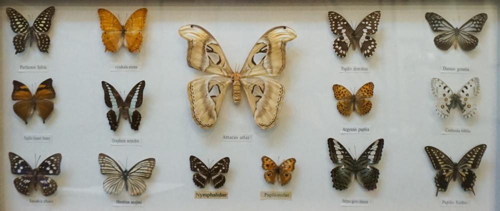 GROUP OF FIFTEEN BUTTERFLY