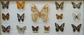 GROUP OF FIFTEEN BUTTERFLY SPE