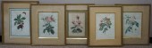 GROUP OF FIVE BOTANICAL COLOR