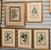 GROUP OF FIVE BOTANICAL HAND C