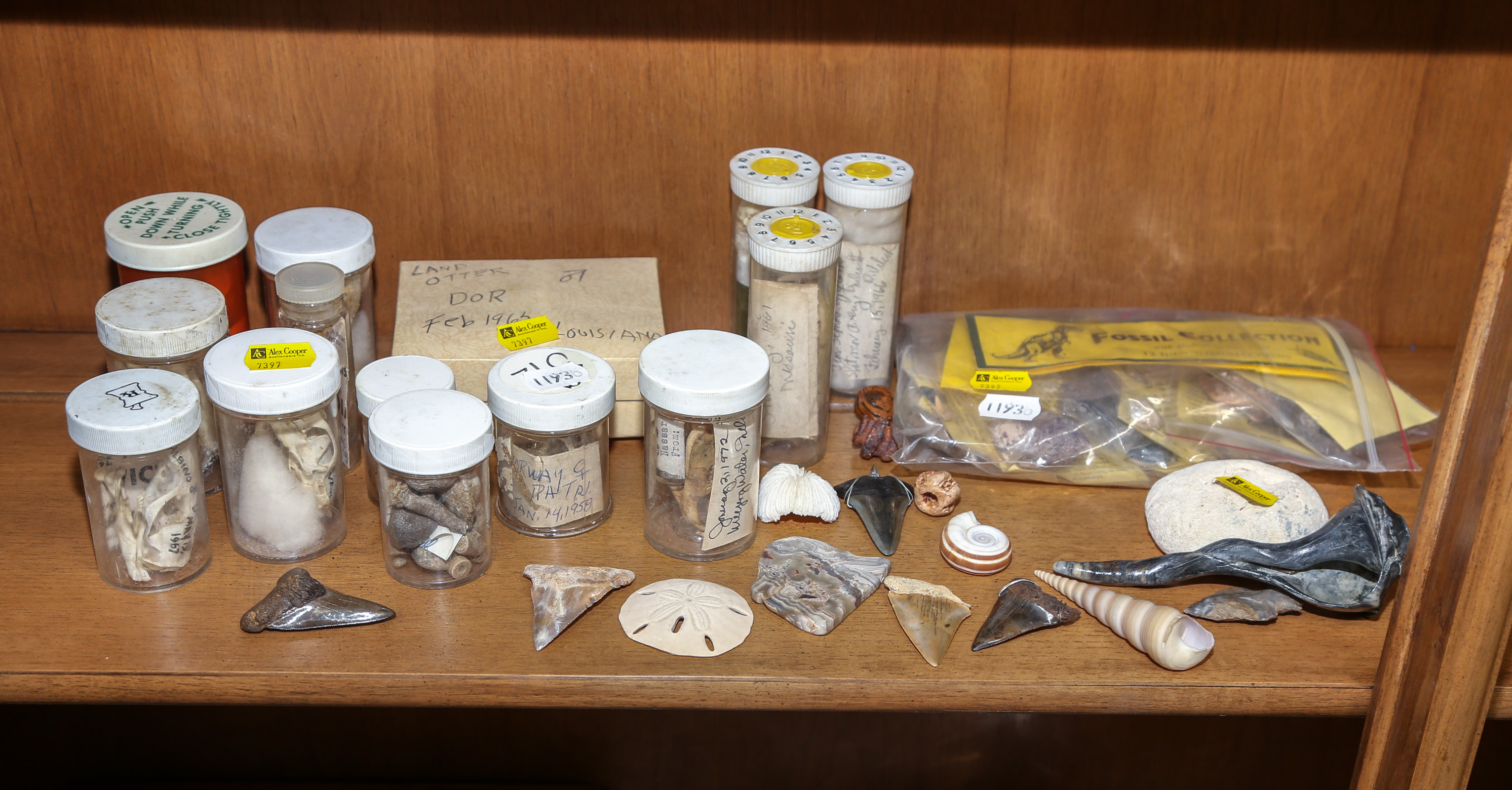 GROUP OF FOSSILS, SKULLS, TEETH,