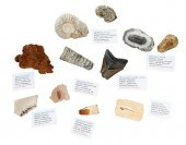 GROUP OF FOSSILS11 total piece