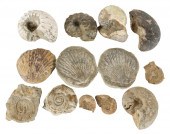 GROUP OF FOSSILScomprising 10