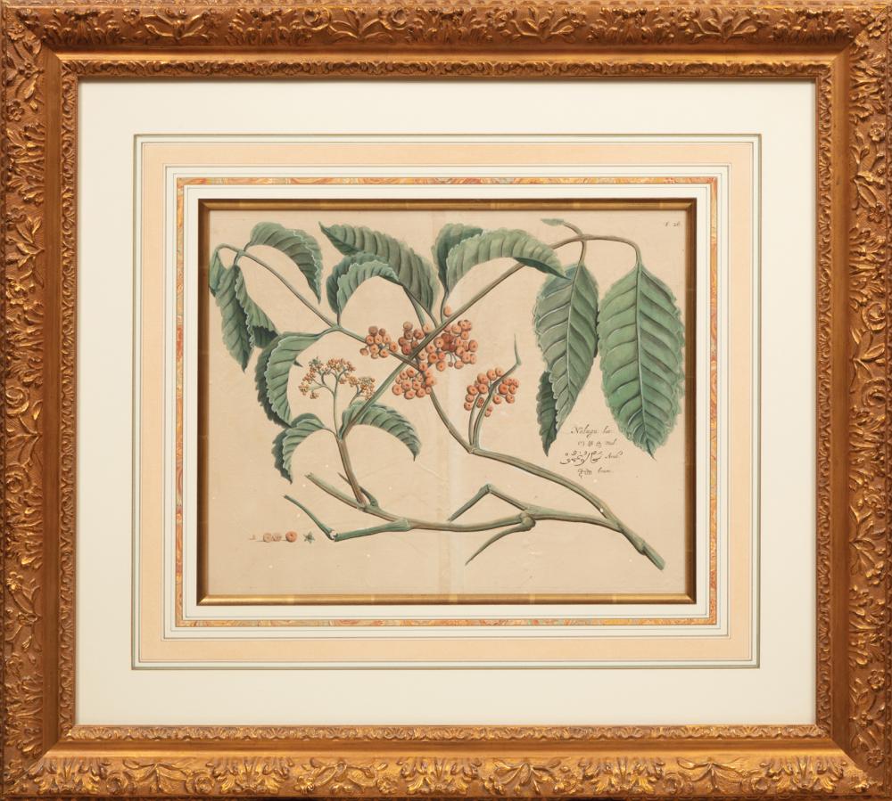 GROUP OF FOUR ANTIQUE BOTANICAL