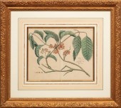GROUP OF FOUR ANTIQUE BOTANICA