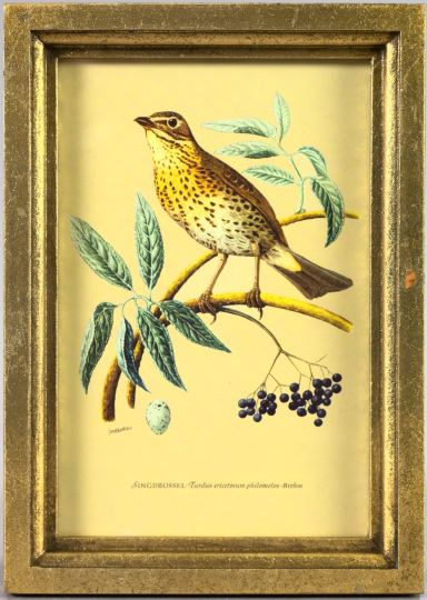 Group of Four Framed