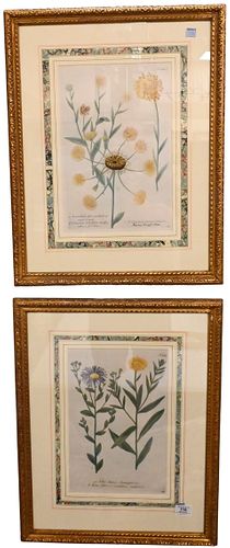 GROUP OF FOUR JOHANN WEINMANN