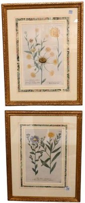 GROUP OF FOUR JOHANN WEINMANN