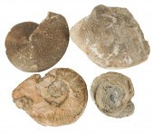 GROUP OF FOUR LARGE FOSSILScom